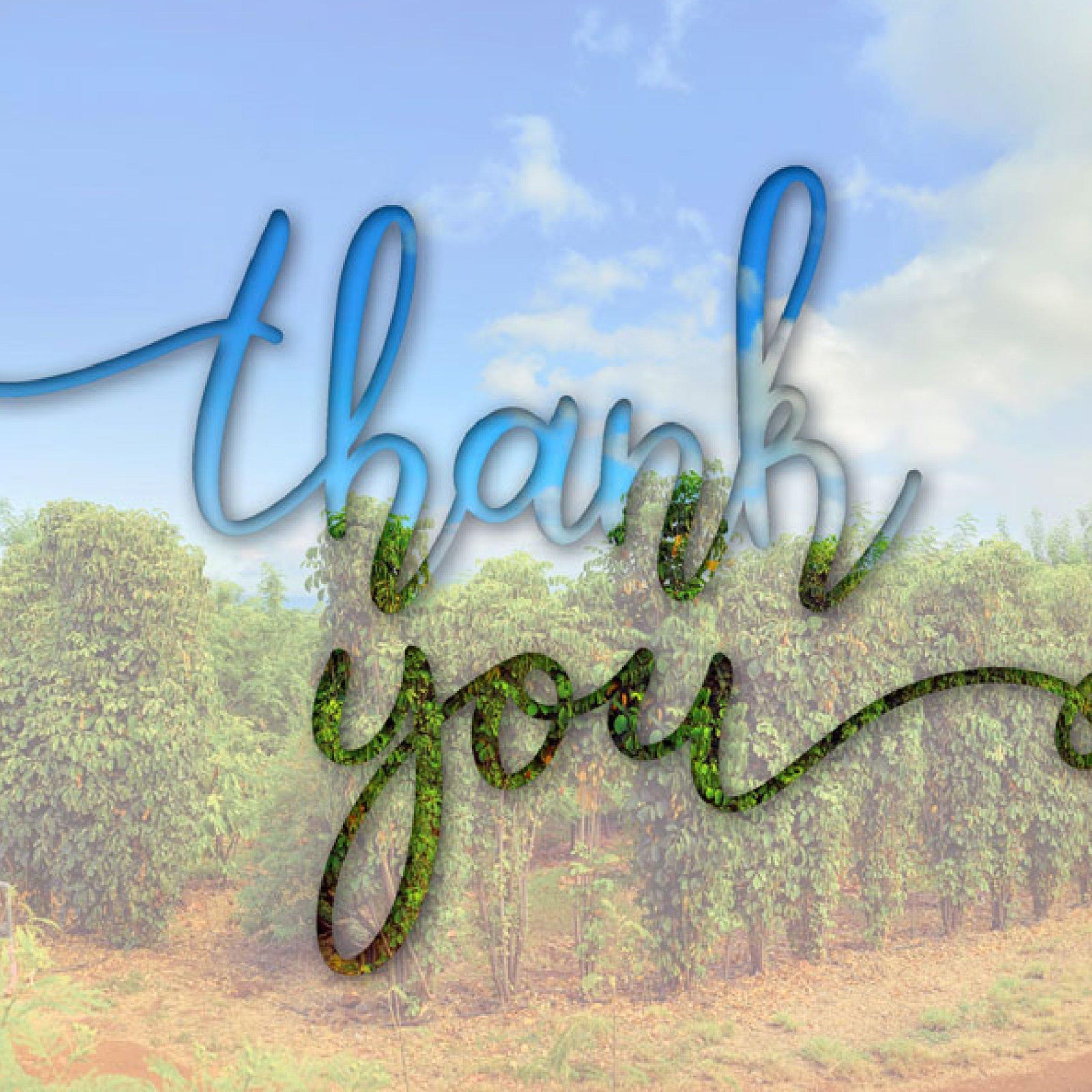 A Special Thanks from Maui Ku`ia Estate Chocolate-Maui Kuʻia Estate Chocolate