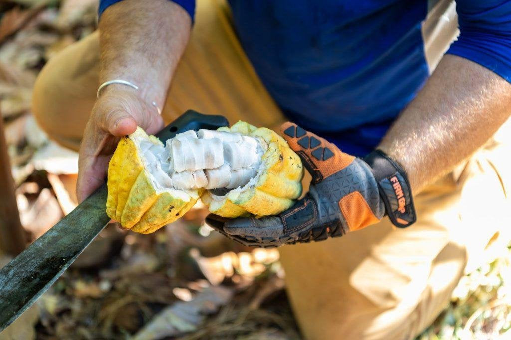 Cacao Farmers Gear Up for Harvest-Maui Kuʻia Estate Chocolate