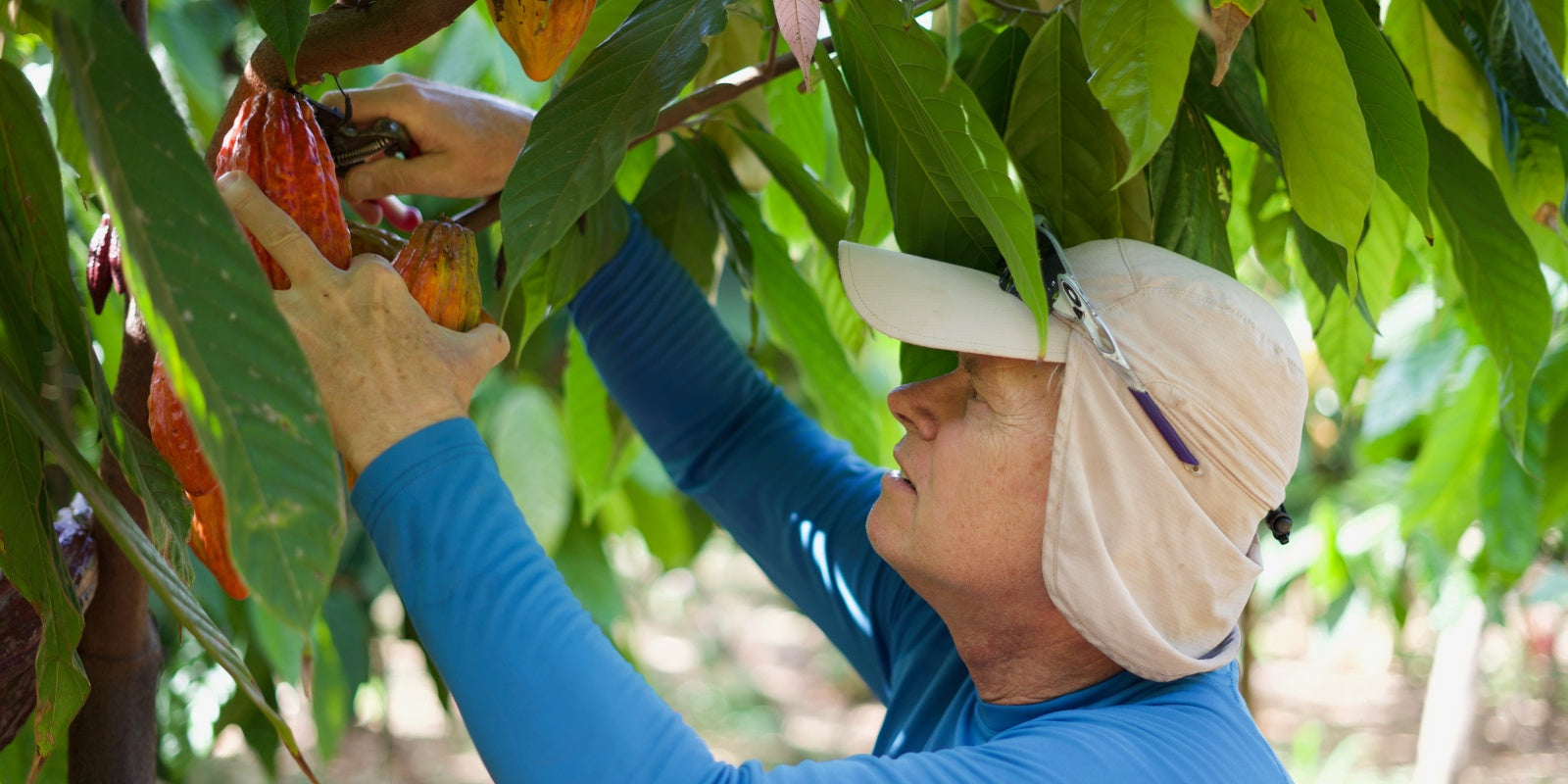 The Climate Champions: Gunars Valkirs, CEO, Maui Ku'ia Estate Chocolate - Episode 155