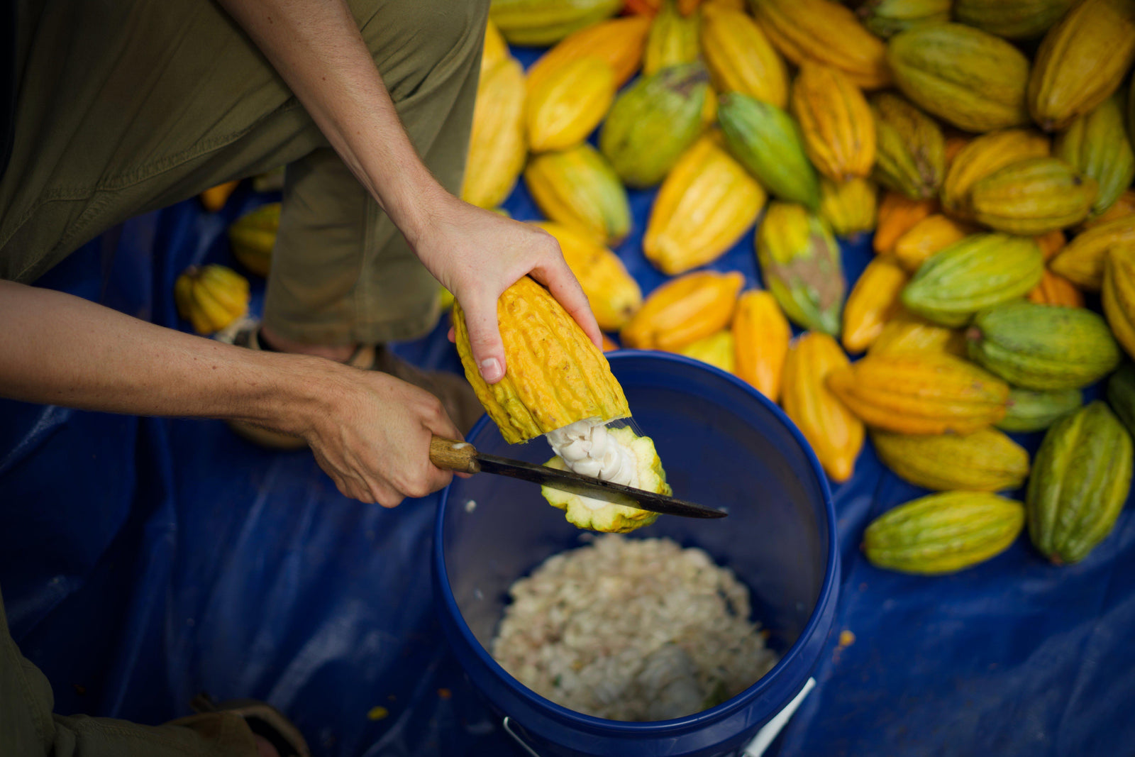 Hawaii Public Radio: The Conversation: Chocolate For Charity-Maui Kuʻia Estate Chocolate
