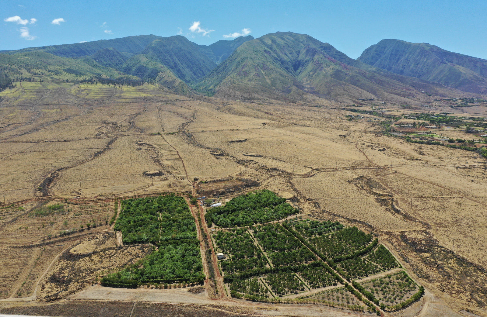 The Story Behind The Cacao-Maui Kuʻia Estate Chocolate