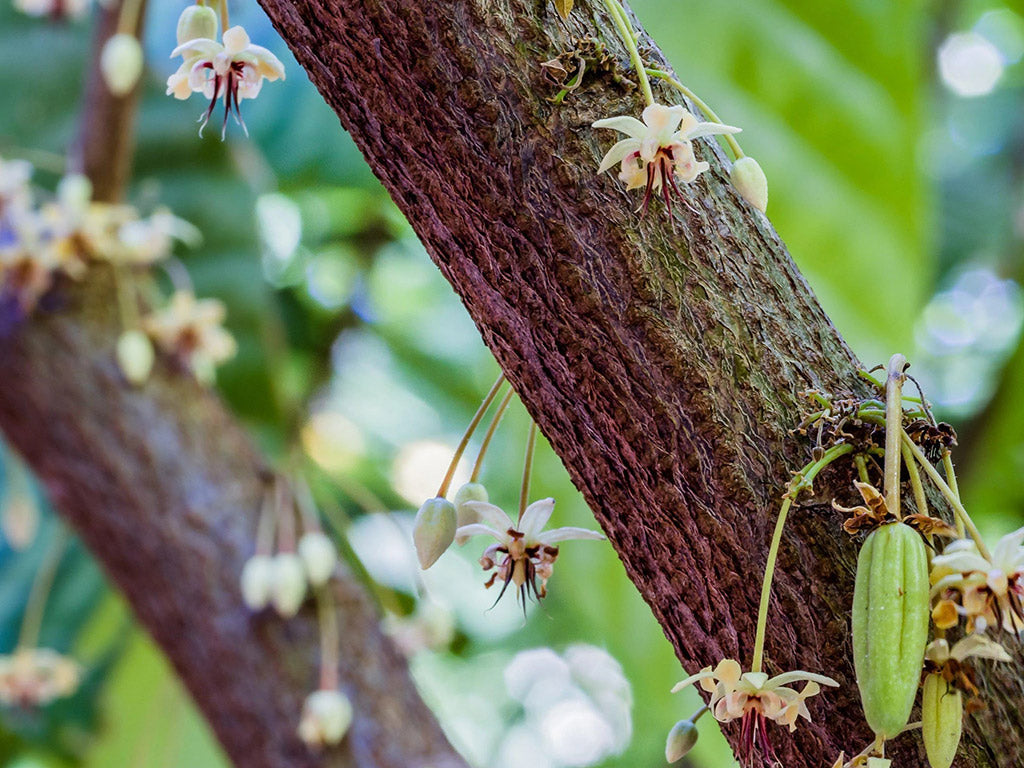 Cacao tree blossoms at the Maui Ku'ia Estate Chocolate cacao farm