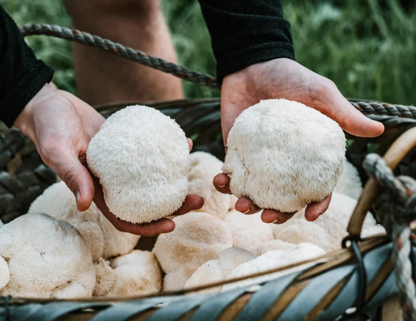 New Lion's Mane Mushroom Dark Chocolate!