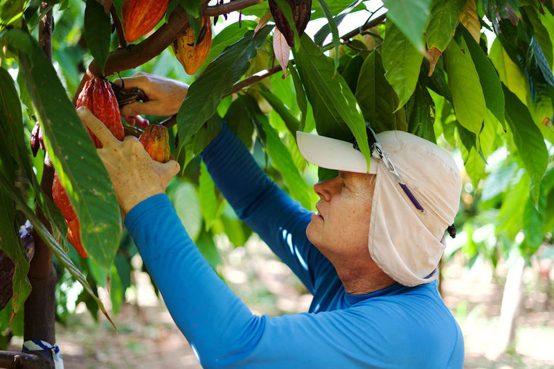 A Day On The Cacao Farm