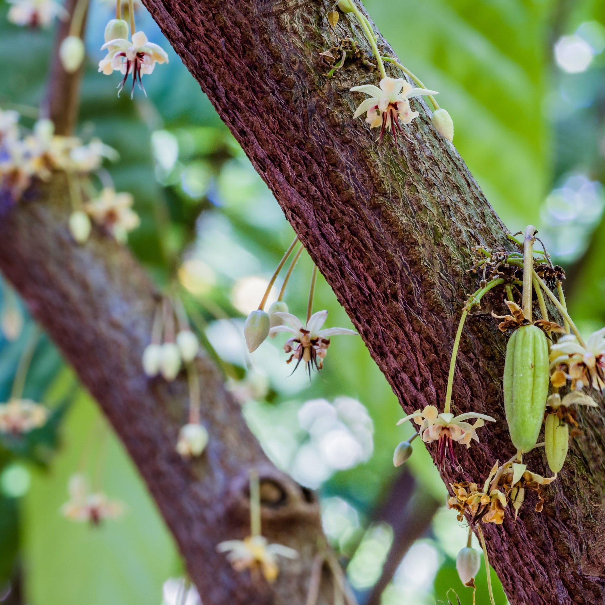 A New Year Brings New Growth and Much More-Maui Kuʻia Estate Chocolate