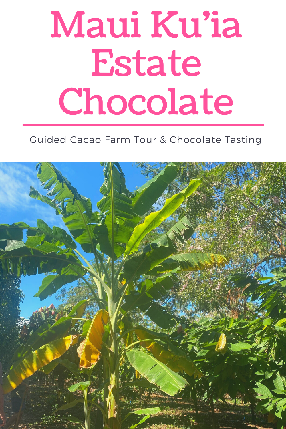 Discovering Hidden Gems-Maui Kuʻia Estate Chocolate