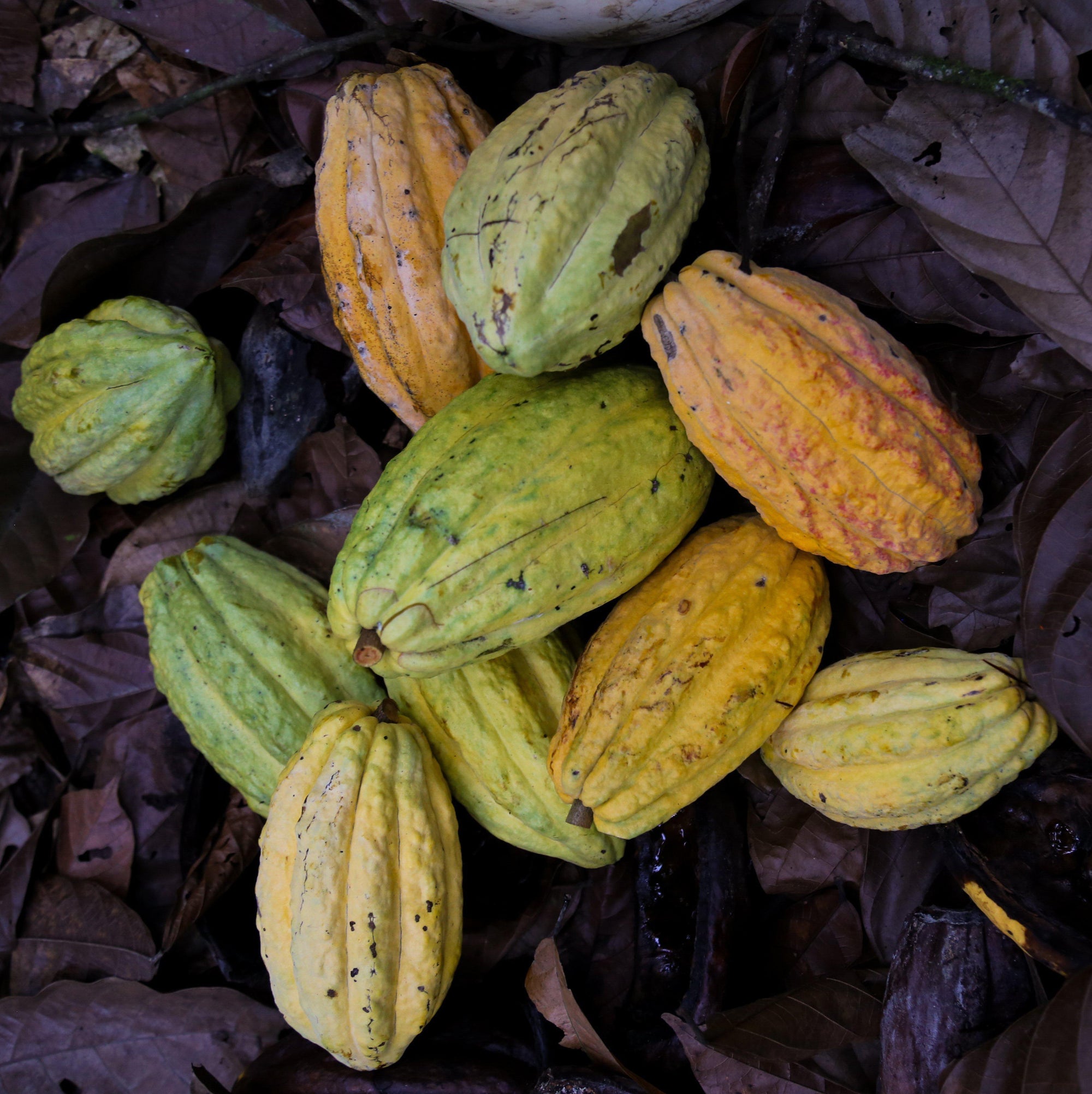 From Ecuador to Maui-Maui Kuʻia Estate Chocolate