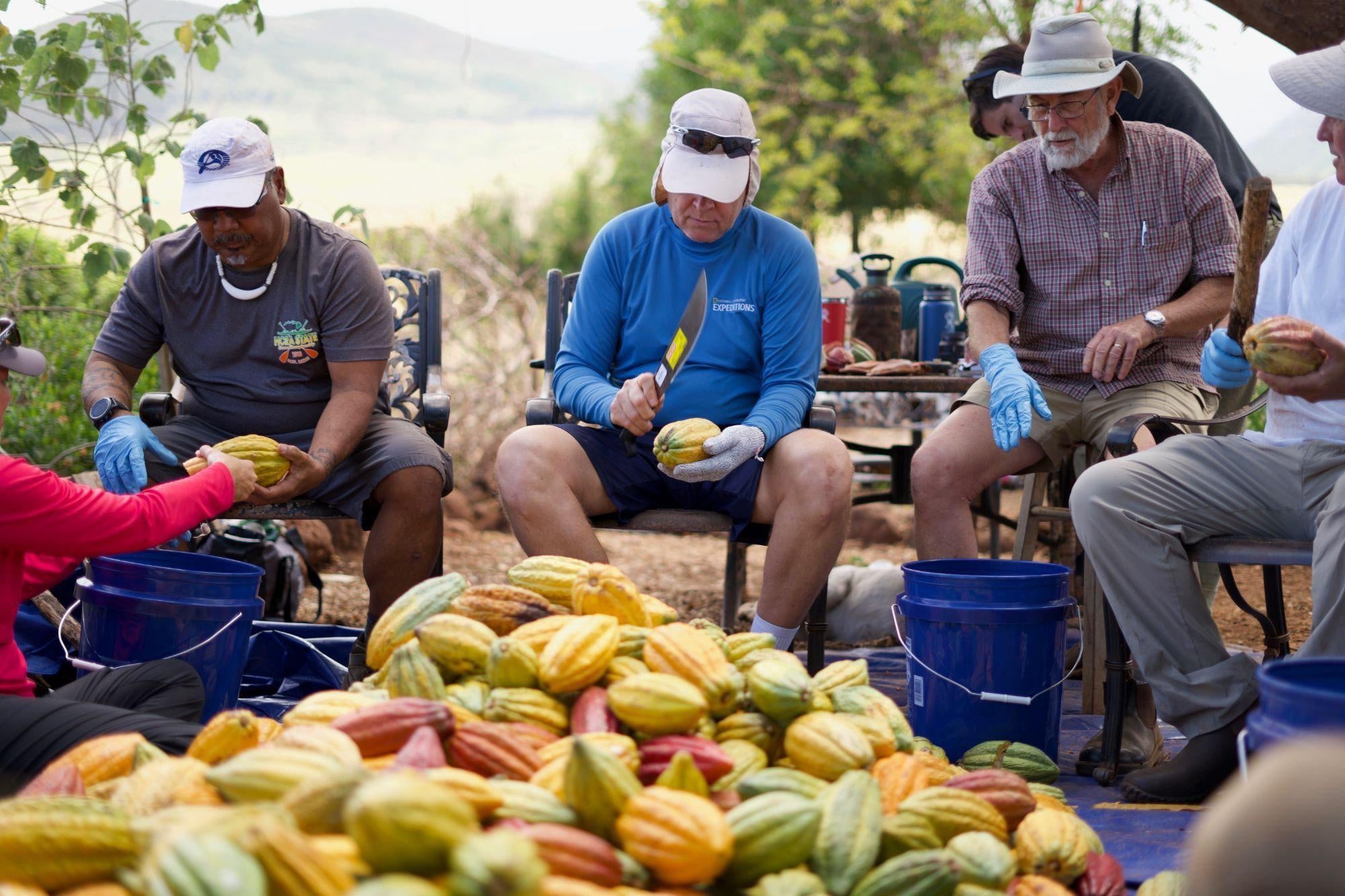 Lahaina News: Second harvest underway at Maui Ku‘ia Estate Chocolate-Maui Kuʻia Estate Chocolate