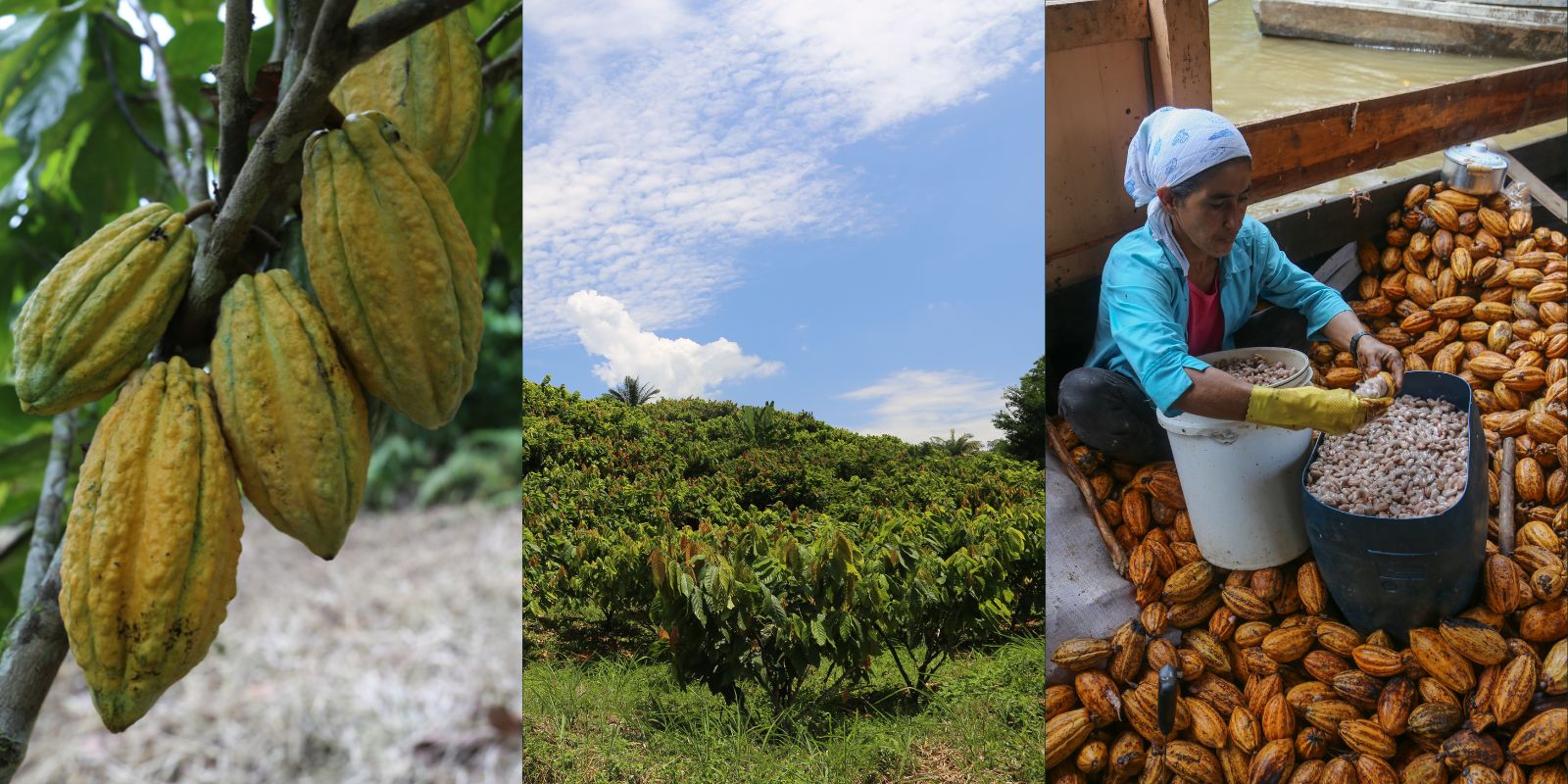 Chocolate Blends: The Andean Blend