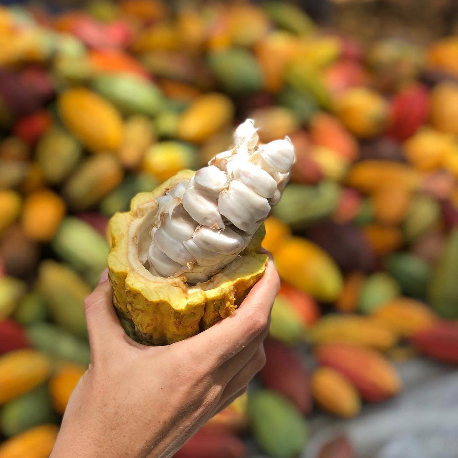 Maui Cacao – The Harvesting Process
