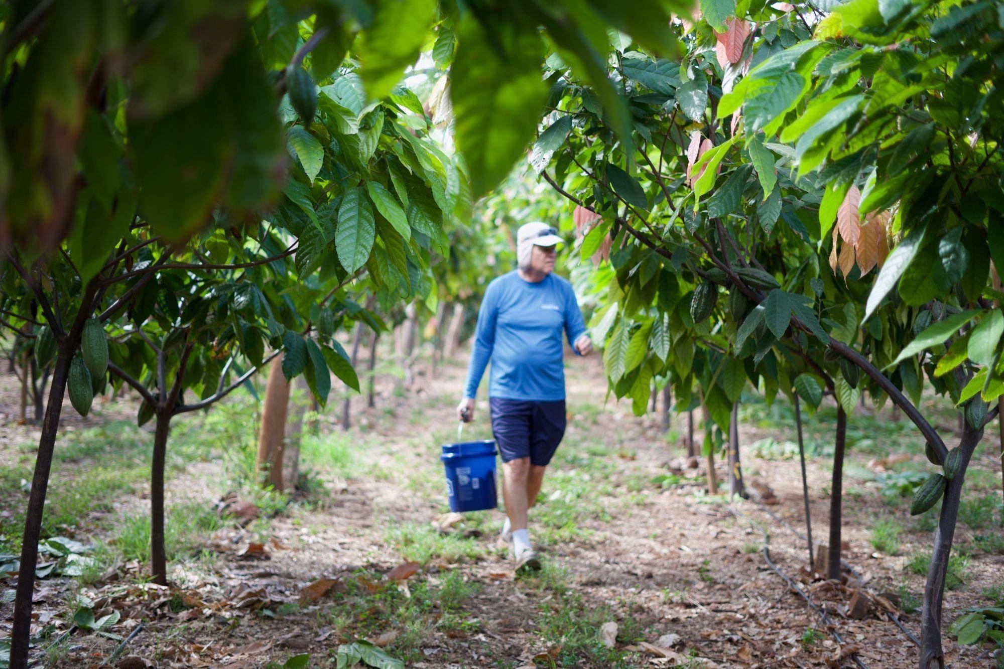 Maui Now Maui Ku‘ia Estate Chocolate Harvests Cacao Crop