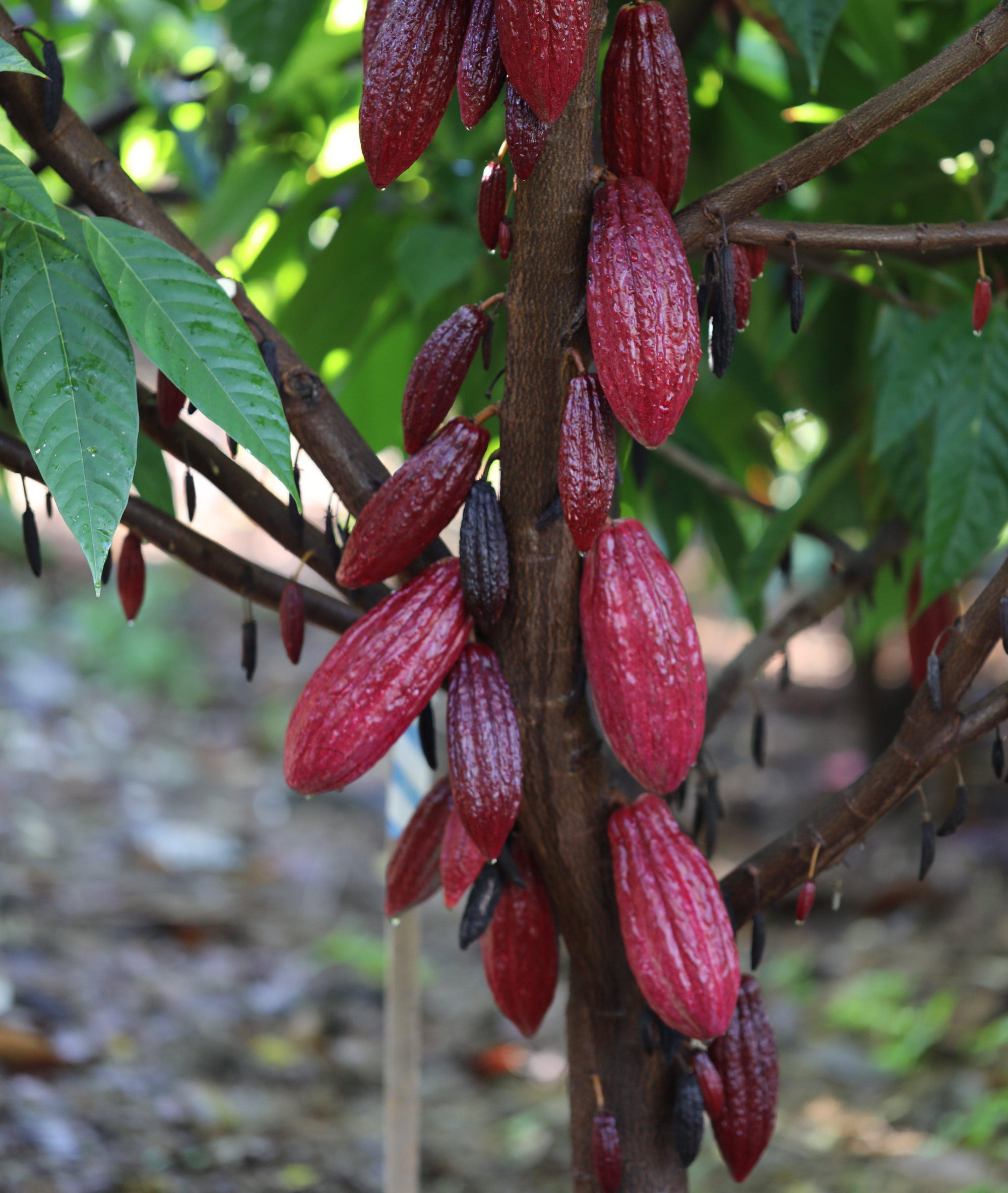 Spring Harvest is Coming Soon!-Maui Kuʻia Estate Chocolate