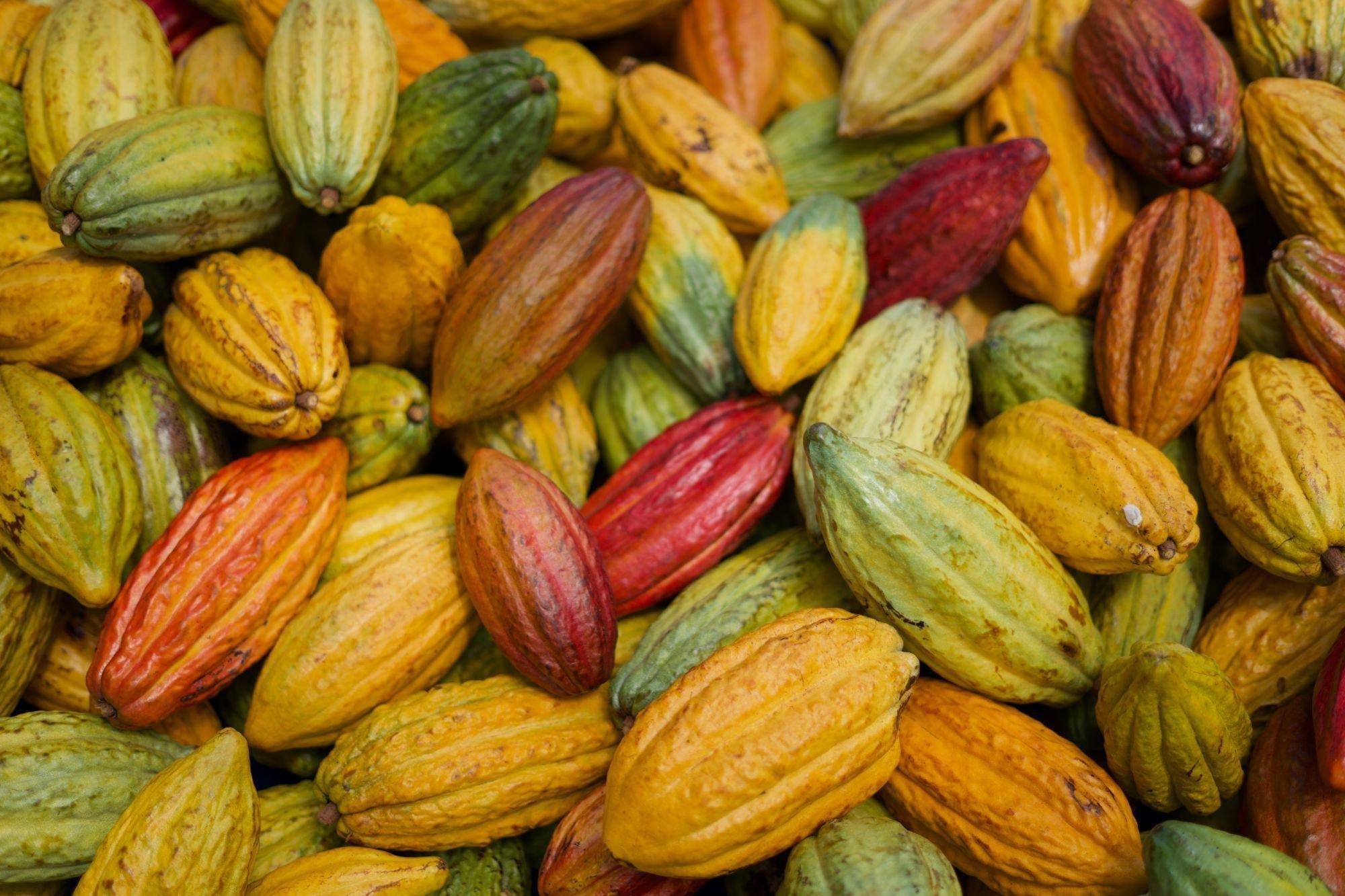 The Maui News: Cacao growing in West Maui … Oh, Wow!-Maui Kuʻia Estate Chocolate