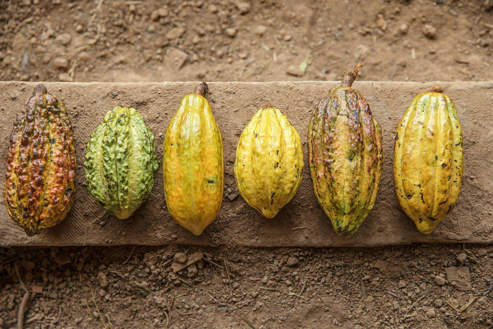 The Story Behind The Cacao - The Amazon-Maui Kuʻia Estate Chocolate