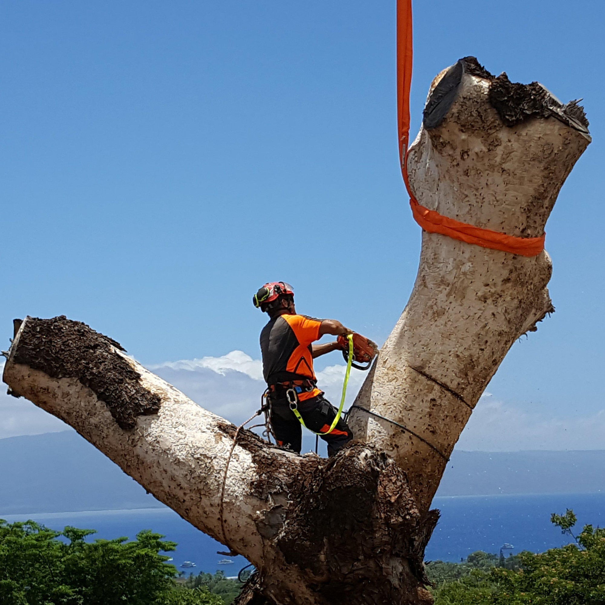 Turning Trees into Treasures with Derek Lau-Maui Kuʻia Estate Chocolate