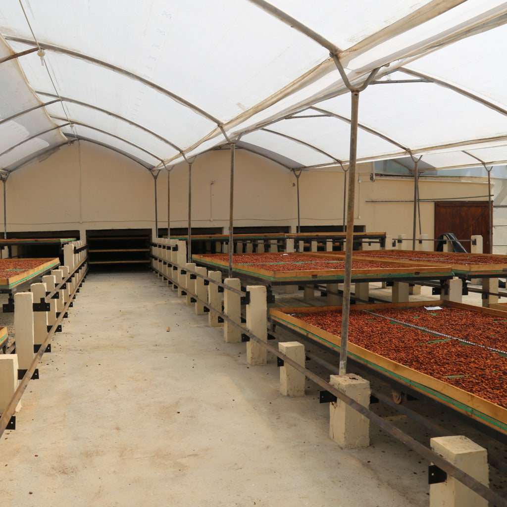 Cacao beans drying in Costa Esmeraldas