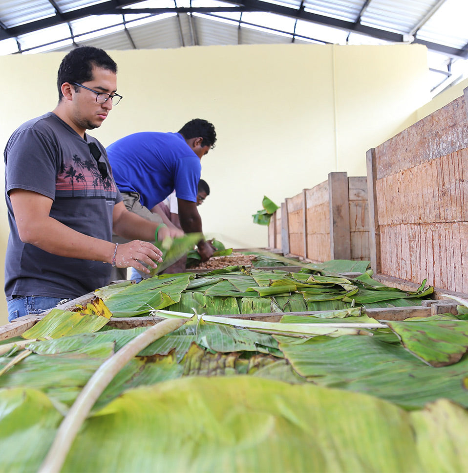 Costa Esmeraldas cacao beans being covered with banana leaves