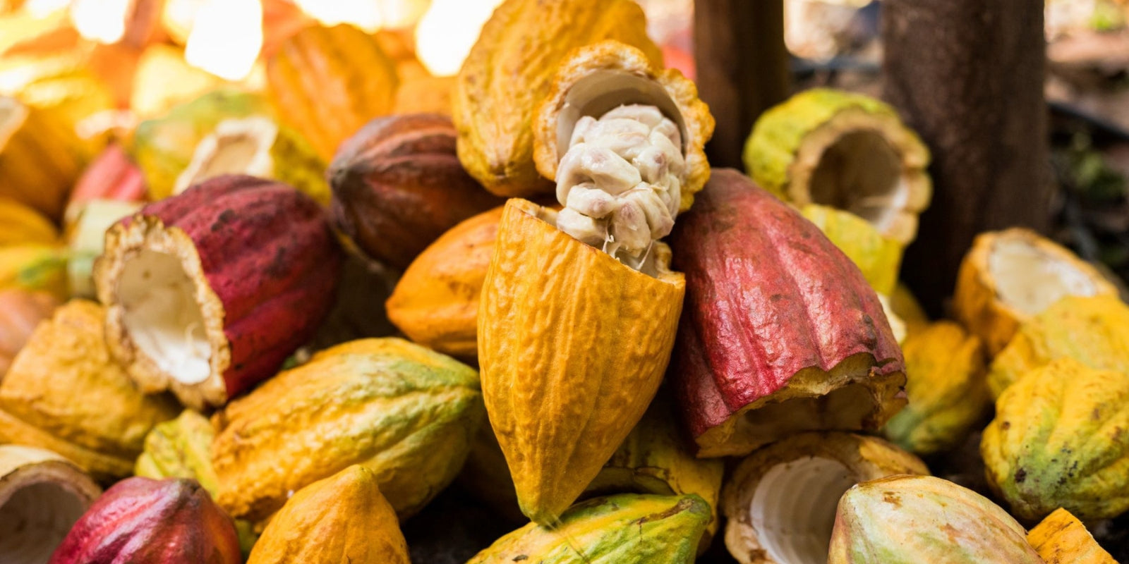 A pile of cracked open cacao pods