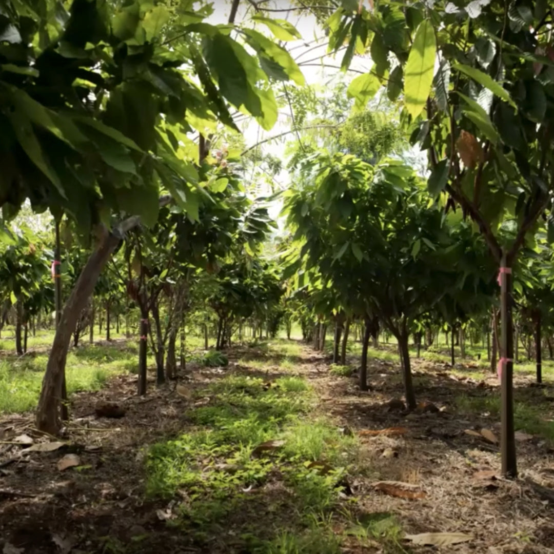Fields of Cacao trees