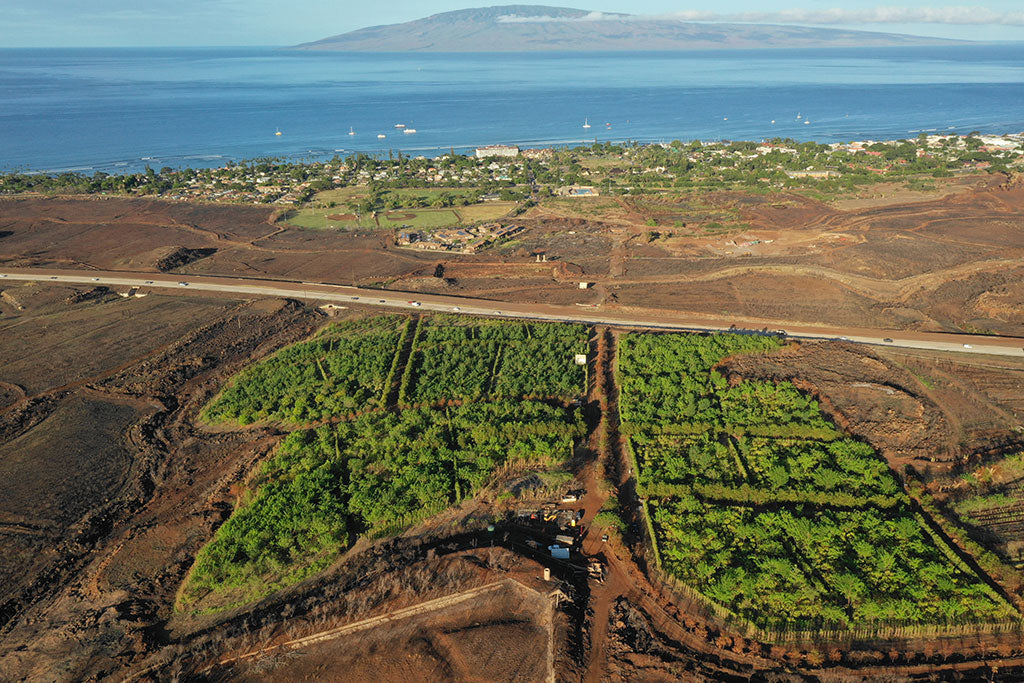 Maui Ku'ia Estate® Dark Chocolate Bulk Bag