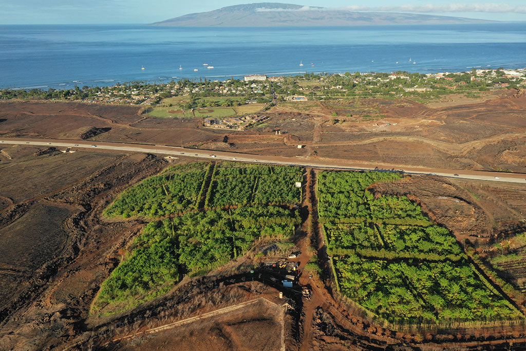 Aerial view of Maui Ku'ia Estate cacao farm and ocean
