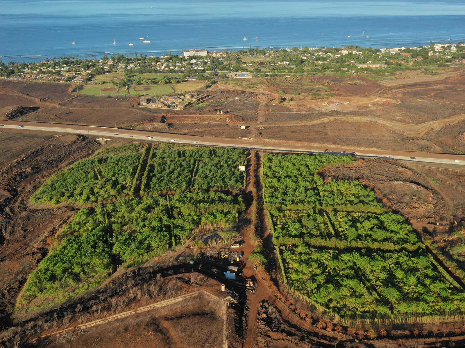 Maui Kui'a Estate cacao farm and ocean